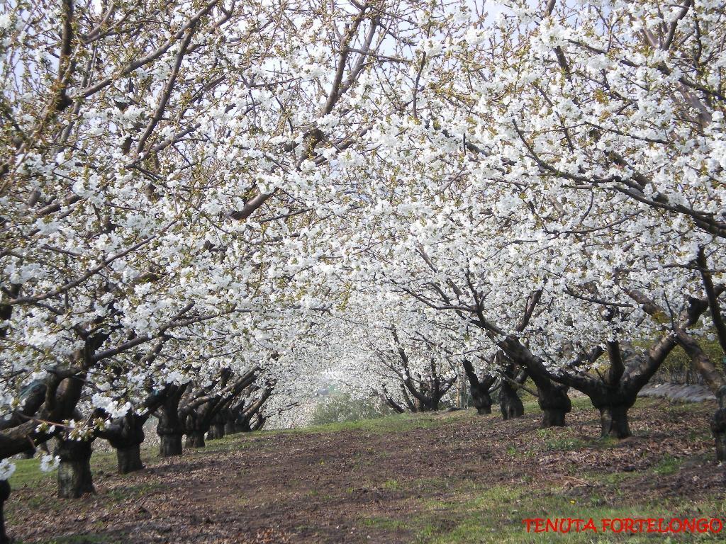 Tenuta Fortelongo Fara Vicentino Екстер'єр фото