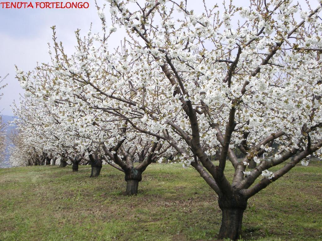 Tenuta Fortelongo Fara Vicentino Екстер'єр фото