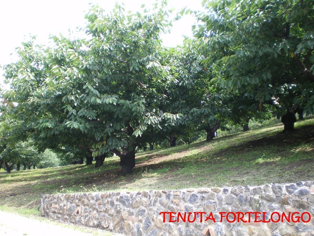 Tenuta Fortelongo Fara Vicentino Екстер'єр фото