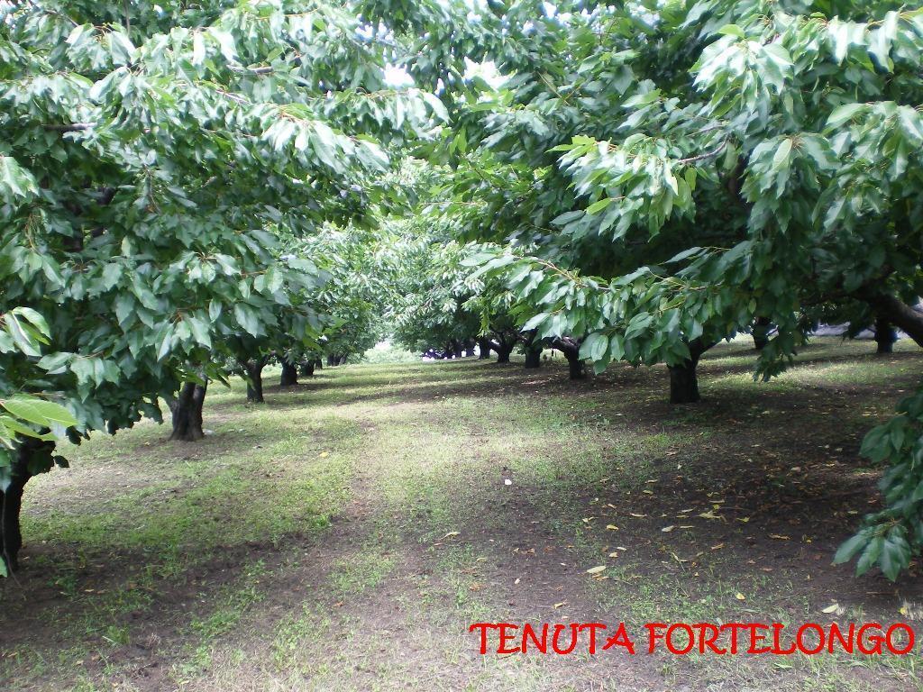 Tenuta Fortelongo Fara Vicentino Екстер'єр фото